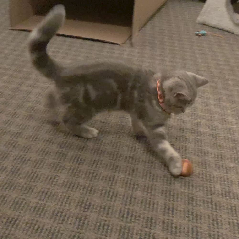Rattling Cat Toy