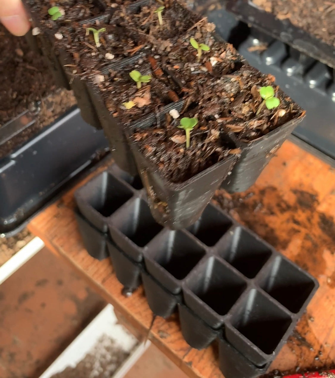 Re-usable Seed Trays